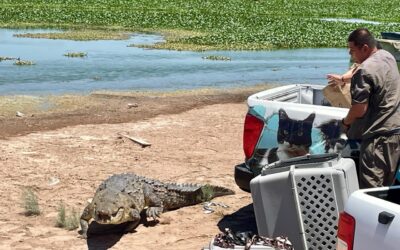 Protección Civil de Culiacán y GEPA liberan dos cocodrilos; uno mide 4 metros