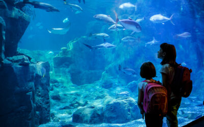 En vacaciones de verano, el acuario Mazatlán listo para recibir a visitantes.
