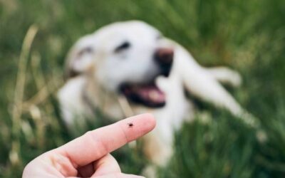 Alertan sobre riesgos de enfermedades por garrapatas en mascotas en Los Mochis