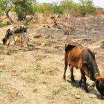La sequía comienza a afectar los hatos de ganado en el norte del estado
