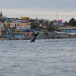 Por presencia de ballena en Topolobampo recomiendan precaución al navegar en esa zona