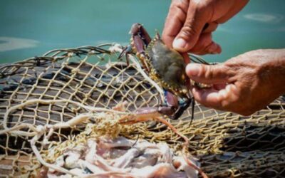 Pescadores de Topolobampo se alistan para temporada de jaiba, pero enfrentan desafíos económicos