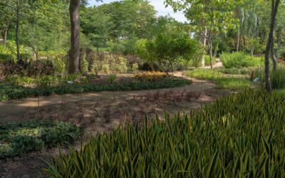 Recomienda Sociedad Botánica alternativas para mitigar la erosión del suelo y la escasez de agua.