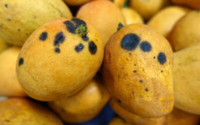 ¡Orgullo Sinaloense! Con un proyecto para combatir un hongo en el mango participan alumnos del CECyTE Sinaloa, en Congreso Nacional, en Coahuila
