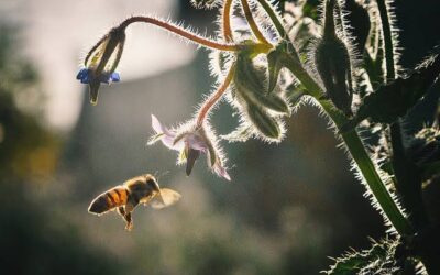 Apicultores de Culiacán se alistan para una temporada de miel prometedora