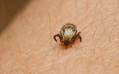 Llaman a la comunidad a prevenir la rickettsia en Sinaloa