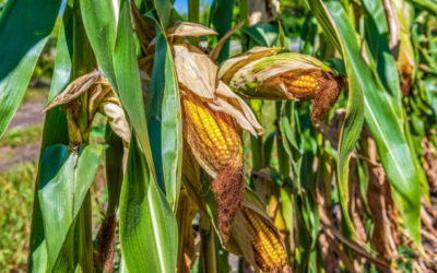 Concluirá esta semana pago de apoyo a productores de maíz: Secretaría de Agricultura