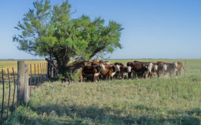 Lluvias traen esperanza al sector ganadero en Choix