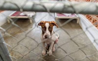 Por violencia aumenta abandono de animales, Patitas Médicas realiza un promedio de 30 rescate a la semana