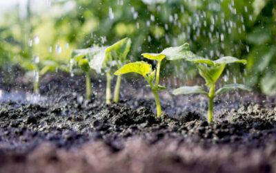 Primera lluvia en Choix reactiva esperanza de productores temporaleros