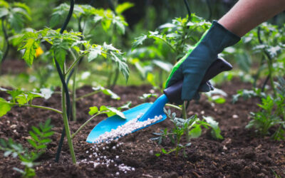 Avanza la entrega de fertilizantes en Sinaloa; SADER distribuirá más de 100 mil toneladas