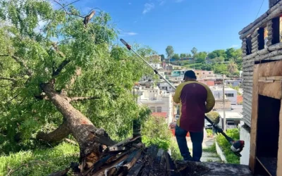 Brigadas de PC y Ayuntamiento de Culiacán, retiran árboles caídos durante las fuertes lluvias.