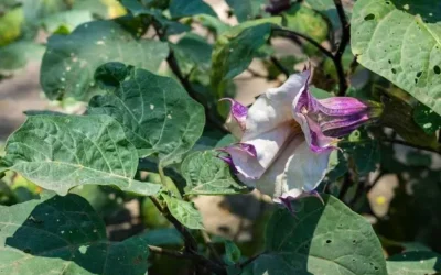 Descubre los mitos sobre el Toloache en la colección Jardín de los Sentidos.
