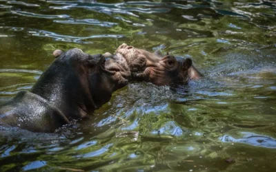 ¡Bienvenidos al Zoo Culiacan! Familias dan la bienvenida a la nueva pareja de hipopótamos.