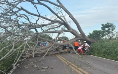 Motociclista se estampa contra un árbol que cayó en medio de la carretera en Mazatlán.
