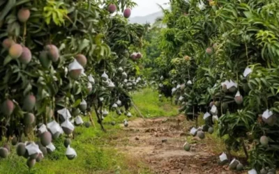 Presencia de autoridades ha frenado robo hormiga de mango en zona norte de Sinaloa