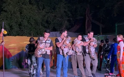 Un encuentro inolvidable con los nuevos cachorros de tigre de Bengala