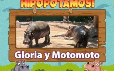 El Zoológico de Culiacán informa que los nombres ganadores para los nuevos hipopótamos son:Gloria y Motomoto.