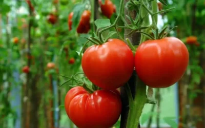 Afecta arancel de EU a tomate mexicano.