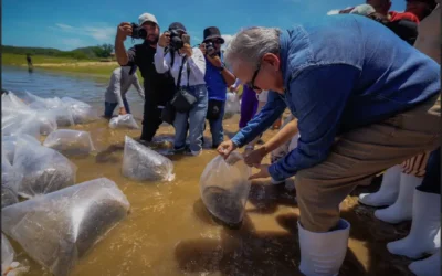 Fortalece gobernador Rubén Rocha en Sinaloa,  pesca comercial y deportiva con 24.5 millones de alevines.
