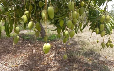 Arranca con buenas expectativas la cosecha de mango en el norte de Sinaloa
