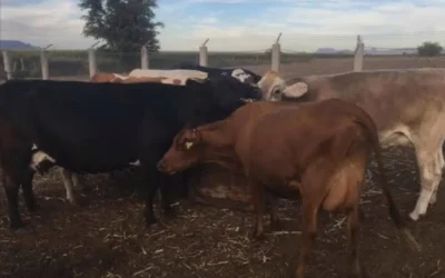 Lluvias recientes alivian crisis ganadera en El Fuerte, aunque aún persisten los retos