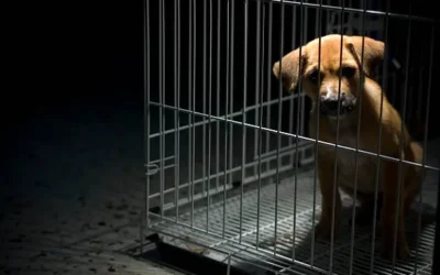 Ya sea por miedo o por desconocimiento, las personas no denuncian el maltrato animal: Amigos Animalistas A.C.