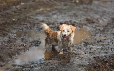 Para las mascotas se debe tener prevención de enfermedades por las lluvias: Amigos Animalistas A.C.