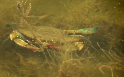 Los pescadores de Altata están cautelosos ante el levantamiento de la veda de jaiba