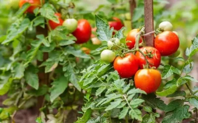 Se rompe el acuerdo del tomate entre México y EE.UU.; exportadores advierten impactos económicos binacionales