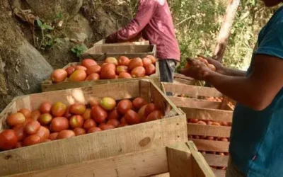 Agricultores de Sinaloa Analizan Estrategias Ante Contexto Cambiante