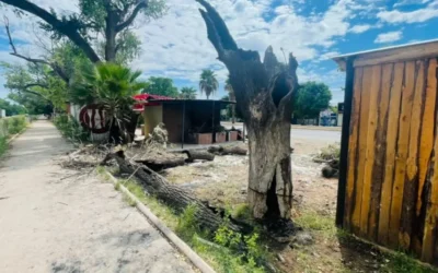 Detienen a tres hombres por talar un álamo en carretera Mochis–Topolobampo