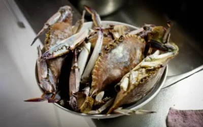 Pescadores de Altata registran disminución en la captura de jaiba café: dirigente