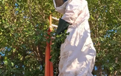 Protección Civil de Guasave alerta sobre ataques de abejas; reciben hasta 10 reportes diarios.
