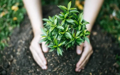 Sinaloa refuerza su compromiso ambiental con programas de reforestación y limpieza comunitaria