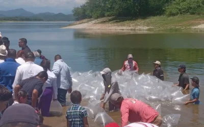 Ponen en marcha programa de repoblamiento de alevines en presas en Mazatlán