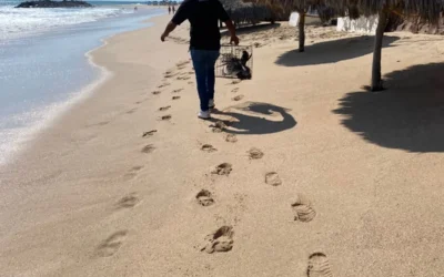Ecología y Medio Ambiente turna a PROFEPA el caso del pelícano lastimado en playa de Camarón Sábalo.