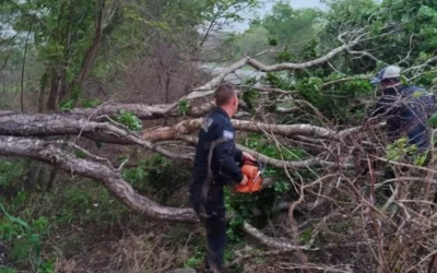 Municipales de San Ignacio retiran árboles de la carretera tras fuertes lluvias en la entidad.