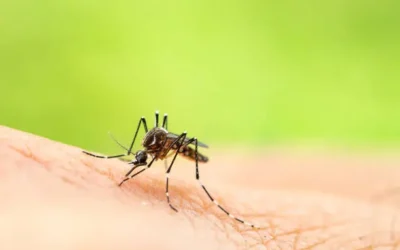 Implementan acciones en Ahome para prevenir el dengue en temporada de lluvias