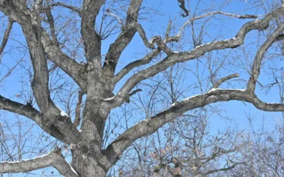Retirarán árbol seco en edificio del centro de Los Mochis por riesgo a la población