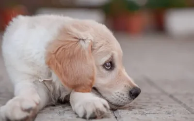 Urgente: “Patitas Médicas” enfrenta desalojo y busca refugio para 80 perritos rescatados