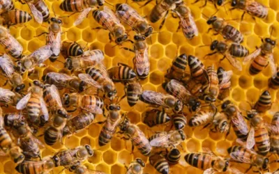 Aumentan picaduras de abejas en Ahome; Protección Civil lanza alerta a la población