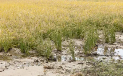 Productores de temporal en Choix, en alerta por falta de lluvias