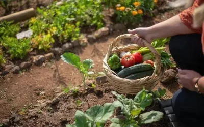 Agricultores del Valle de Culiacán ya preparan tierras para el próximo ciclo hortícola