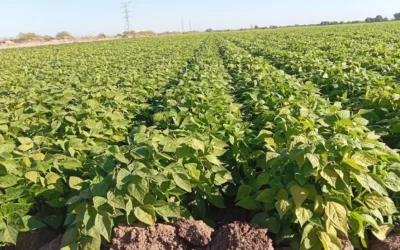 Mala expectativa en 2025 en el ciclo otoño invierno : AARFS.