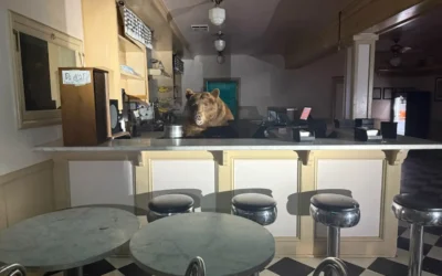Un oso entra a una heladería en Lake Tahoe y se da un festín de helado