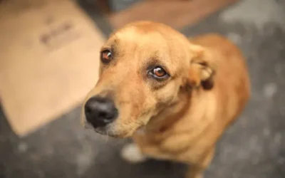 Se necesita mayor consciencia de la comunidad contra el maltrato animal: Huellita con Causa.