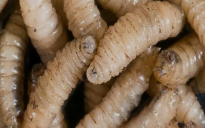 Yucatán reporta primer infectado por gusano barrenador