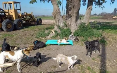 Persisten casos de abandono de animales en el Parque Las Riberas, en Culiacán