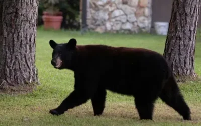 Florida volverá a permitir la caza legal de osos negros